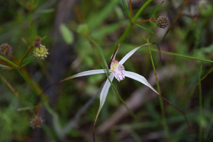 Caladenia - Orchid-spider-0005.JPG